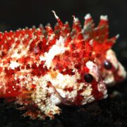 A close-up of two red and white spiny fish with mottled patterns, blending into a dark background. Their large eyes and textured bodies are clearly visible.