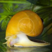 A close-up of a bright yellow apple snail with a smooth shell crawling on a surface, surrounded by green aquatic plants in the background.