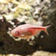 A small, translucent fish with visible internal organs swims in front of a blurred, rocky underwater background.