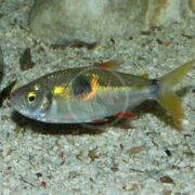 A small, silver fish with a prominent black spot on its side and reddish fins swims near the gravel bottom of an aquarium. There is a large rock in the background.