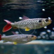 Two silvery fish with red tails and fins swim in clear water, with one fish in sharp focus and the other slightly blurred in the background. Bubbles and light reflections are visible in the water.