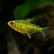 The TETRA - LEMON Hyphessobrycon pulchripinnis with a striking red eye glides against a dark, blurred aquatic background.