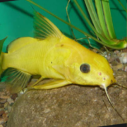 A bright yellow catfish with long whiskers rests on a rock at the bottom of an aquarium, surrounded by green aquatic plants and gravel.