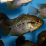A close-up of a colorful fish with a dark spot near its gills and red-rimmed eyes swimming in an aquarium with a blue background. Other blurred fish are visible in the background.