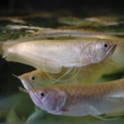 Three silver arowana fish swim close to the waters surface in an aquarium, their elongated bodies and fins visible with light reflecting off their scales.