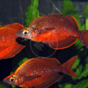 Three vibrant red rainbowfish swim together in an aquarium, with green aquatic plants and a dark background enhancing their bright coloration.