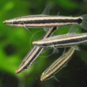 Four small fish with elongated bodies and horizontal black and white stripes swim together in a tank with a green, plant-filled background.