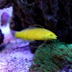 A WRASSE - YELLOW Halichoeres chrysus with a pointed snout and small fins swims near rocks and green aquatic plants in a well-lit aquarium, surrounded by textured rocks and soft coral hues.