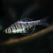 A small fish with a slender body and dark vertical stripes swims in clear water against a dark, blurred background.