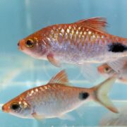 Two small, orange-gold fish with shimmering scales and distinctive black spots near their tails swim in clear water, with a blue background and slight reflections visible.