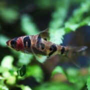 A small fish with a reddish head and body, featuring bold black vertical stripes, swims among green aquatic plants in clear water.