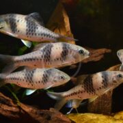 Several tiger barbs, small fish with silver bodies and bold black vertical stripes, swim together in an aquarium with brown driftwood and green plants in the background.