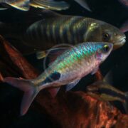 A colorful fish with iridescent blue-green scales and a distinct black spot near its tail swims in an aquarium, accompanied by other fish with darker, striped patterns in the background.