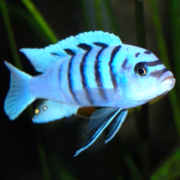 A bright blue cichlid fish with black vertical stripes swims in an aquarium with dark water and green aquatic plants in the background.