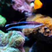 A slender fish with a dark top and white underside swims in an aquarium, surrounded by colorful coral and blurred underwater scenery.
