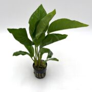 A lush green aquatic plant with broad, elongated leaves growing from a small black plastic pot against a plain white background.