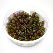 A clear plastic container filled with small, densely packed aquatic plants featuring green and reddish-brown leaves, sitting on a white surface.