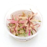 A clear plastic cup holds small, pink and white variegated plant cuttings submerged in a nutrient gel, likely for propagation or tissue culture, on a white background.