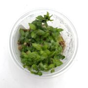 A clear plastic cup containing several small green leafy plants growing from a moist substrate, viewed from above on a white background.