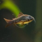 A close-up of a small, brown and orange fish swimming in an aquarium, with delicate fins and whisker-like barbels visible under its mouth. The background is blurred with a hint of green.
