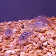 Four small, striped catfish swim near the bottom of an aquarium, above a layer of light brown and white pebbles, against a blurred purple background.