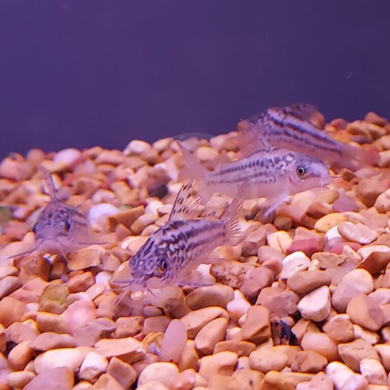 CATFISH - CORYDORAS ELEGANT Corydoras elegans - Aquatics Unlimited