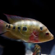 A colorful fish with red and yellow hues, black spots on its side, and a reddish tail and fins is swimming against a dark background.