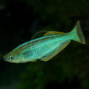 A close-up of a turquoise, blue, and yellow tropical fish with glowing horizontal streaks, swimming in dark water.