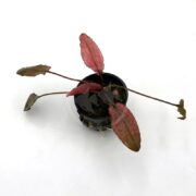 A small potted plant with elongated, reddish-green leaves extending from a central base, placed on a white background.