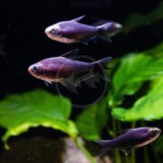 Three small, purple-tinted fish swim together in an aquarium with green aquatic plants in the background.