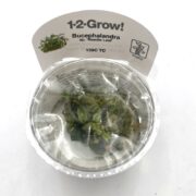 A clear plastic cup labeled 1-2-Grow! Bucephalandra sp. Needle Leaf contains a small aquatic plant. The label displays the Tropica logo and the code 139C TC.
