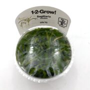 A small clear container labeled 1-2 Grow! Sagittaria subulata holds live aquatic plants with long, thin green leaves, covered by a transparent lid with condensation inside.