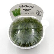 A small plastic cup containing aquatic plant Hottonia palustris, labeled 1-2-Grow! with an image of the plant and text on a white tag. The cup is sealed with a clear lid, showing green foliage inside.