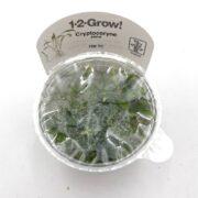 A sealed plastic cup labeled 1-2-Grow! Cryptocoryne parva contains green aquatic plant sprouts, with condensation visible inside the transparent lid.
