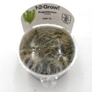 A clear plastic cup labeled 1-2-Grow! Pogostemon erectus contains aquatic plant tissue culture submerged in gel, with green stems and leaves visible inside the packaging.