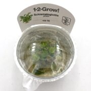 A clear plastic cup labeled 1-2-Grow! Schismatoglottis contains small green plant seedlings in gel, viewed from above. A care label with plant information is attached behind the cup.