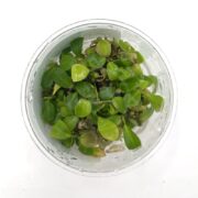 A clear container filled with small green leaves and plant cuttings, viewed from above against a white background.