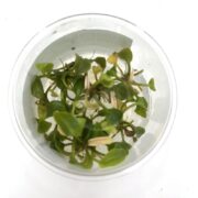 A top-down view of a small clear plastic container holding several young green plant seedlings with light stems, placed against a white background.