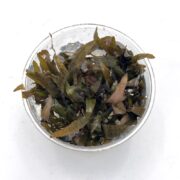 A small clear container filled with greenish-brown aquatic plant leaves, submerged in water, placed on a white surface.
