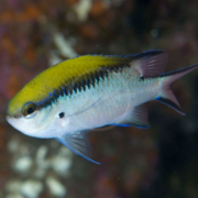 A small, colorful fish with a yellow-green back, silver-blue sides, and dark stripe along its body swims against a blurred underwater background.
