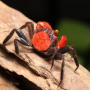 A small, red and dark brown crab with long legs and yellow eyes sits on a textured brown rock, against a blurred green background.