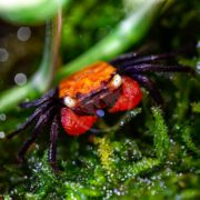 A close-up of a small, brightly colored crab with red claws and an orange shell, standing on vibrant green moss with blurred green foliage in the background.