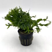 The FERN - WINDELOV Microsorum pteropus windelov is a charming small potted fern with wavy, dark green leaves, set in a black slotted pot against a plain white background.
