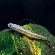 A small, slender fish with a speckled brown and white body rests on a bright green mossy rock underwater. The background is dark, highlighting the fish and rock.