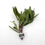 A small bundle of green leafy stems with reddish-brown stalks held together by a white and gray band, placed on a white background.