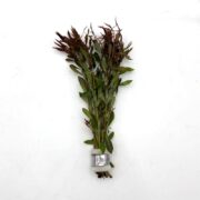 A small bundle of green leafy stems with reddish tips, held together at the base with a piece of white material, placed on a plain white background.