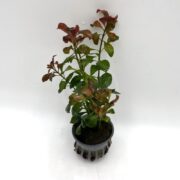The LUDWIGIA - OVAL Ludwigia ovalis plant, with glossy green and reddish leaves, sits in a black plastic pot against a plain white background.
