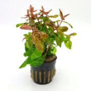 A small aquatic plant with green and reddish leaves growing in a black plastic pot with a slotted design, isolated on a white background.