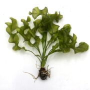 A green aquatic plant with wavy, ruffled leaves and visible white roots, spread out against a plain white background.