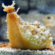 A yellowish sea slug with a rough, spiky texture sits on a sandy surface underwater; its head is raised with two horn-like appendages.